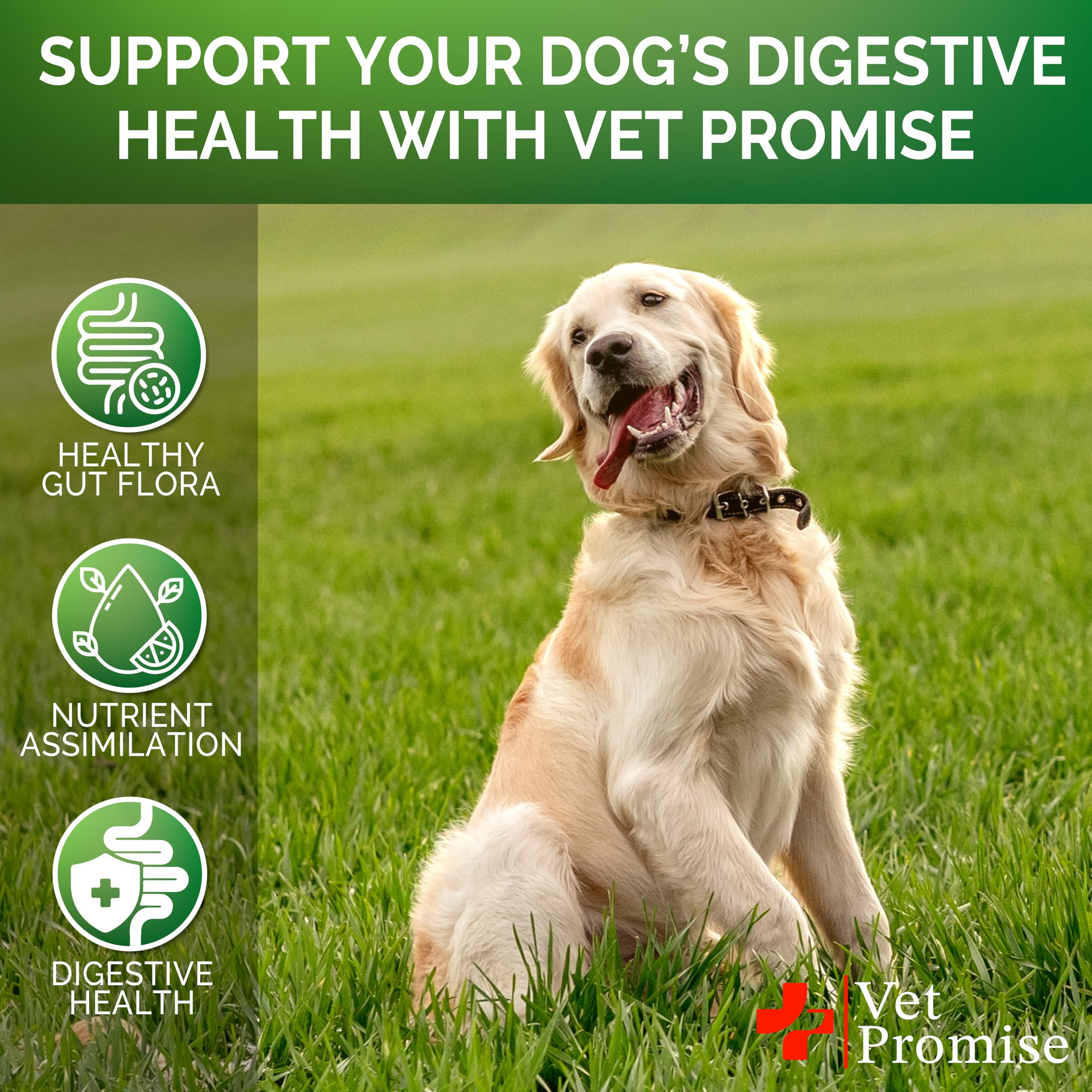 Vet Promise probiotic usage scene with dog and owner suggests easy daily routine.