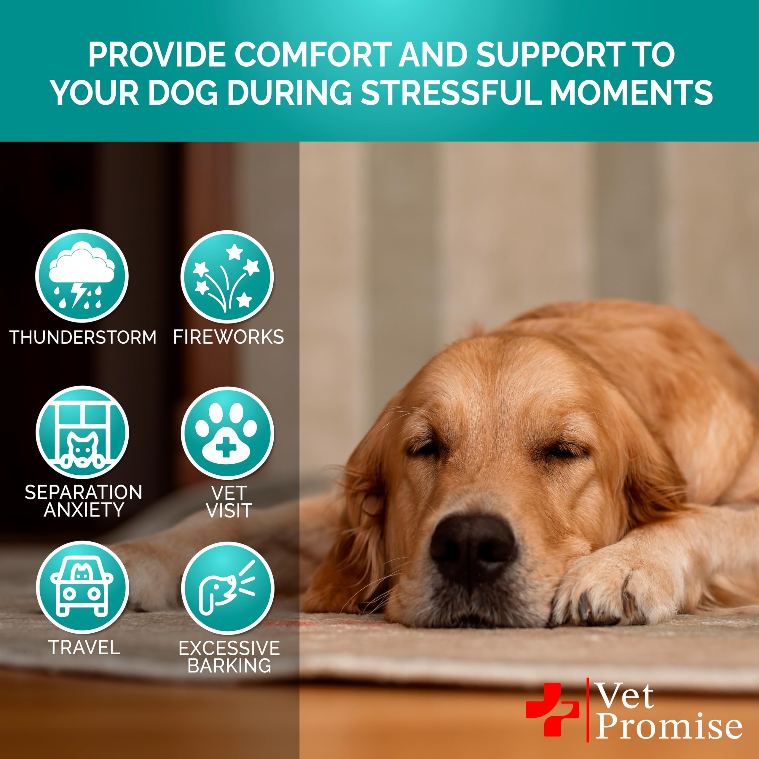 Vet Promise Dog relaxed after chews on sofa for peaceful downtime.