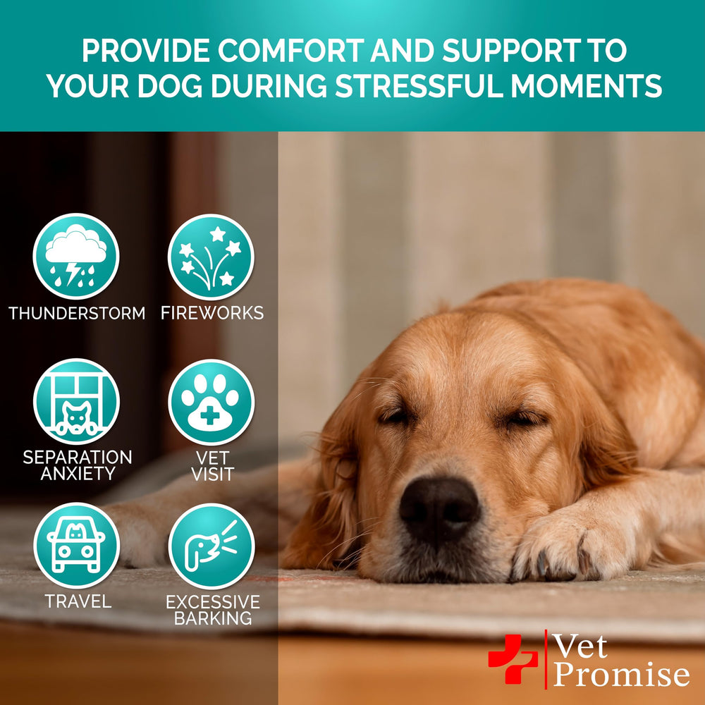 Vet Promise Dog relaxed after chews on sofa for peaceful downtime.