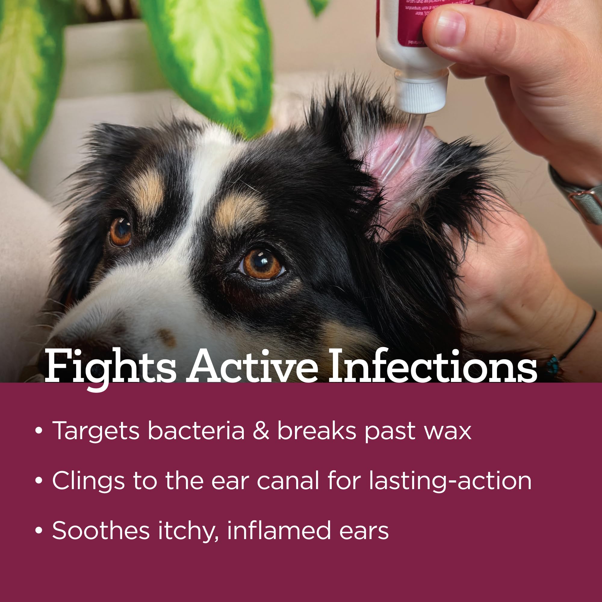 Vetality dog ear care after swimming in a sunny scene