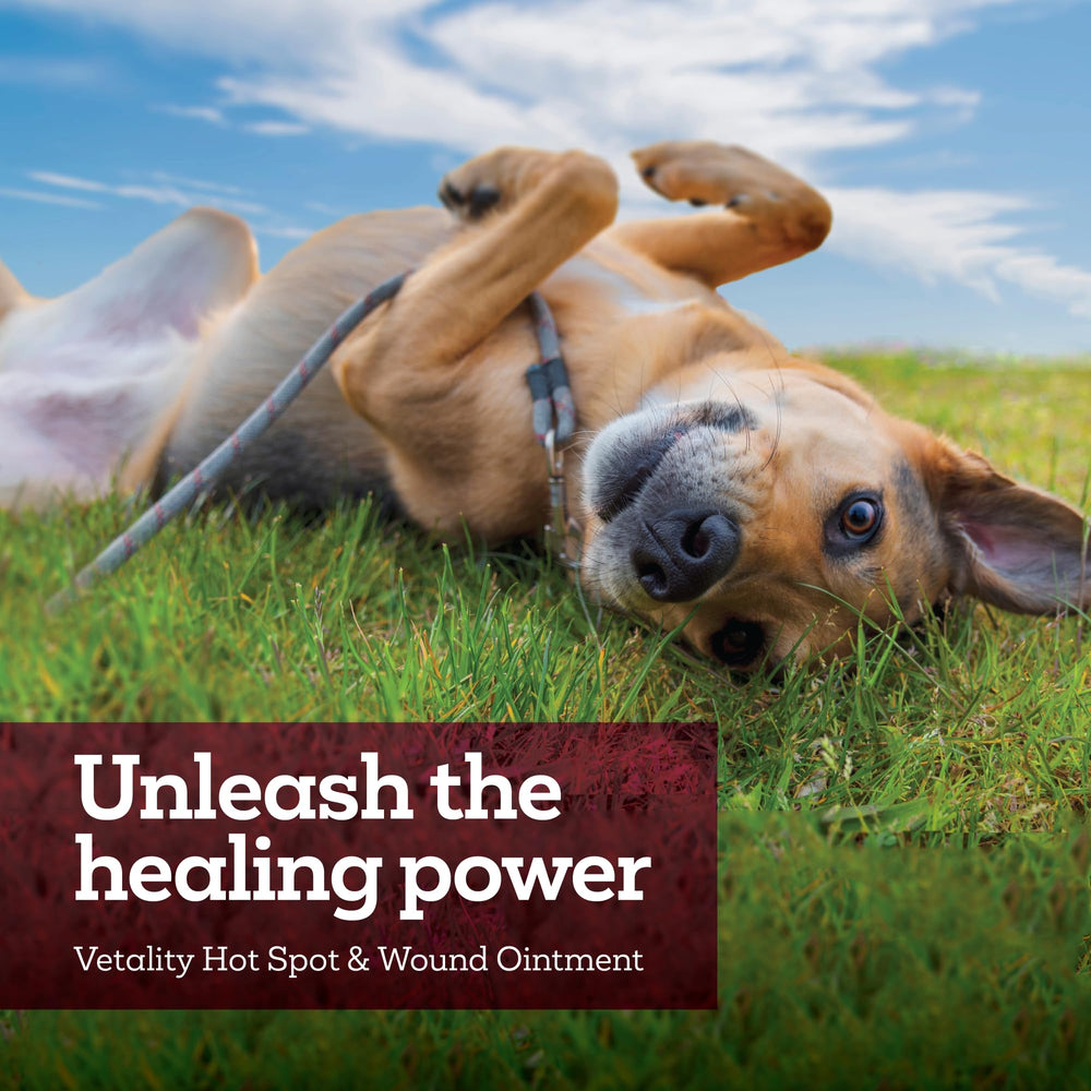 Pet resting calmly after Vetality treatment emphasizing comfort and relief.