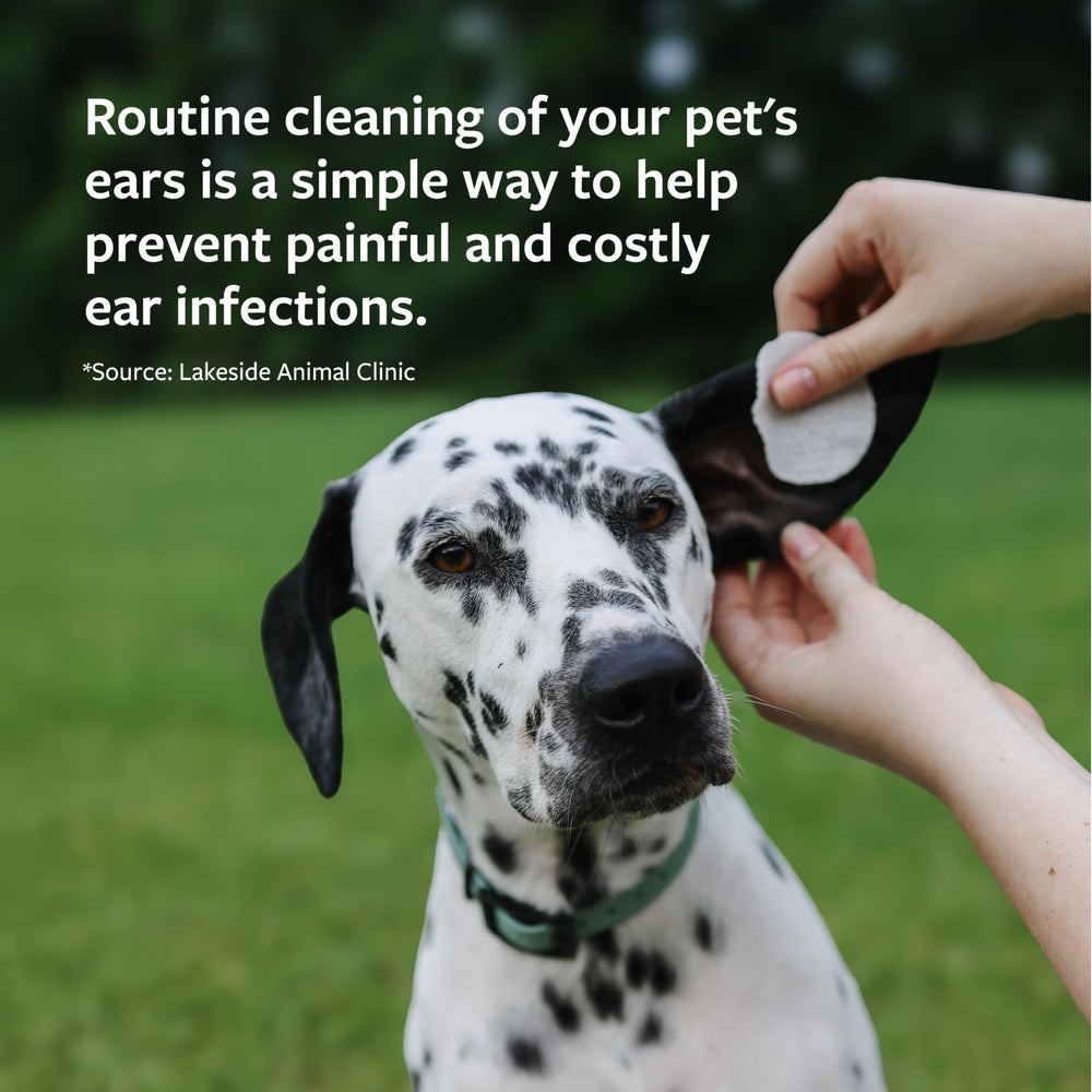 Veterinary Formula Ear Therapy used for a cat's daily ear care routine.