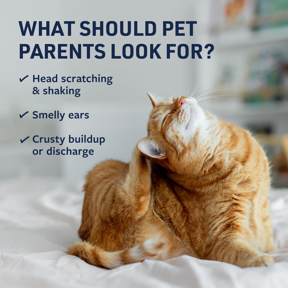 Veterinary Formula Ear Therapy used during a dog ear-cleaning routine.