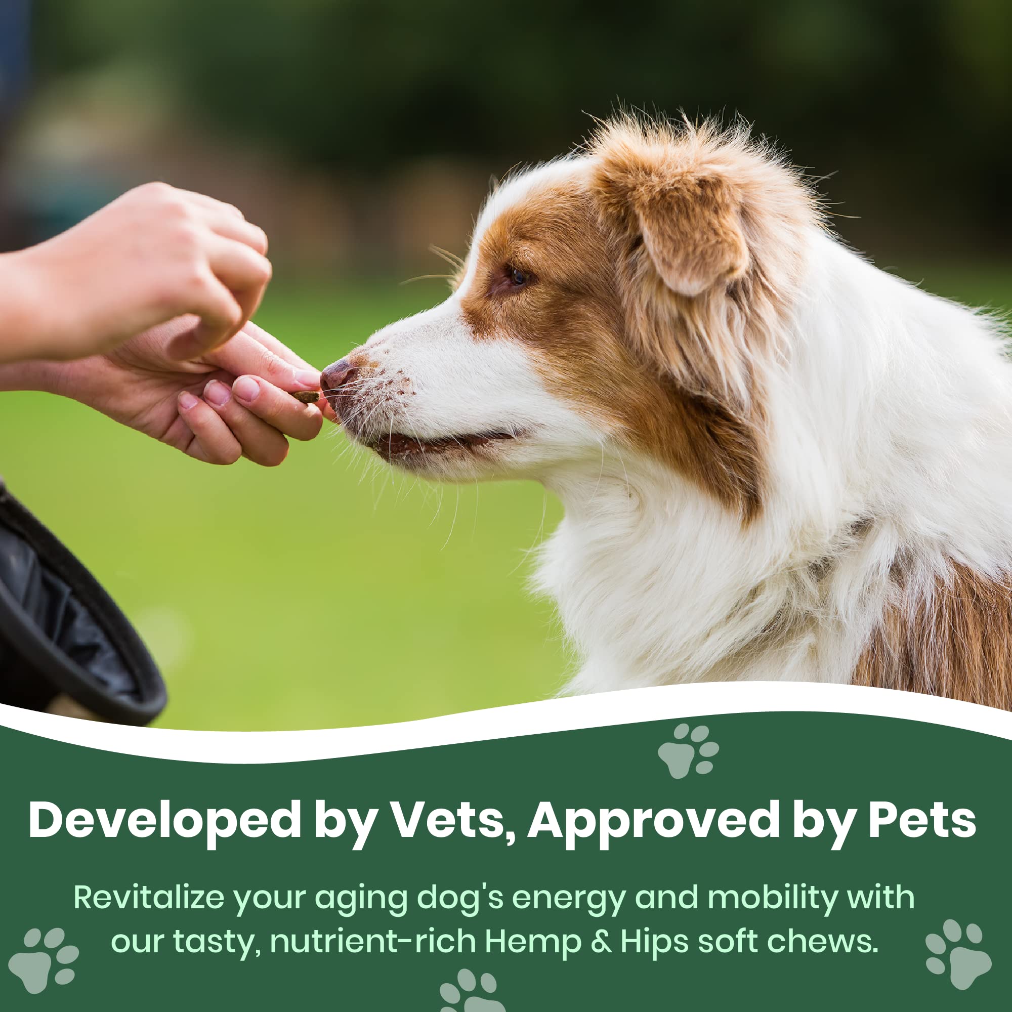 Dog enjoying improved mobility after using Veterinary Naturals Hemp & HIPS.