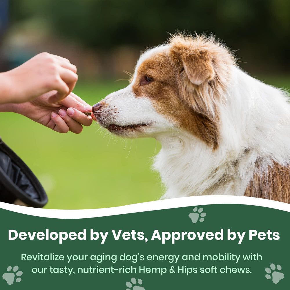 Dog enjoying improved mobility after using Veterinary Naturals Hemp & HIPS.