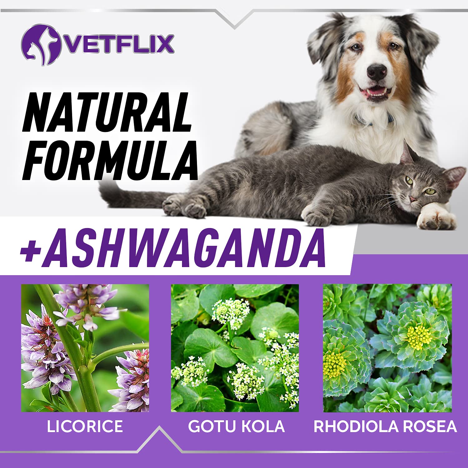 Vetflix Balance drops cat scene shows easy supplementing for felines