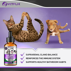 Vetflix Balance drops dog scene demonstrates stress-free administration at mealtime