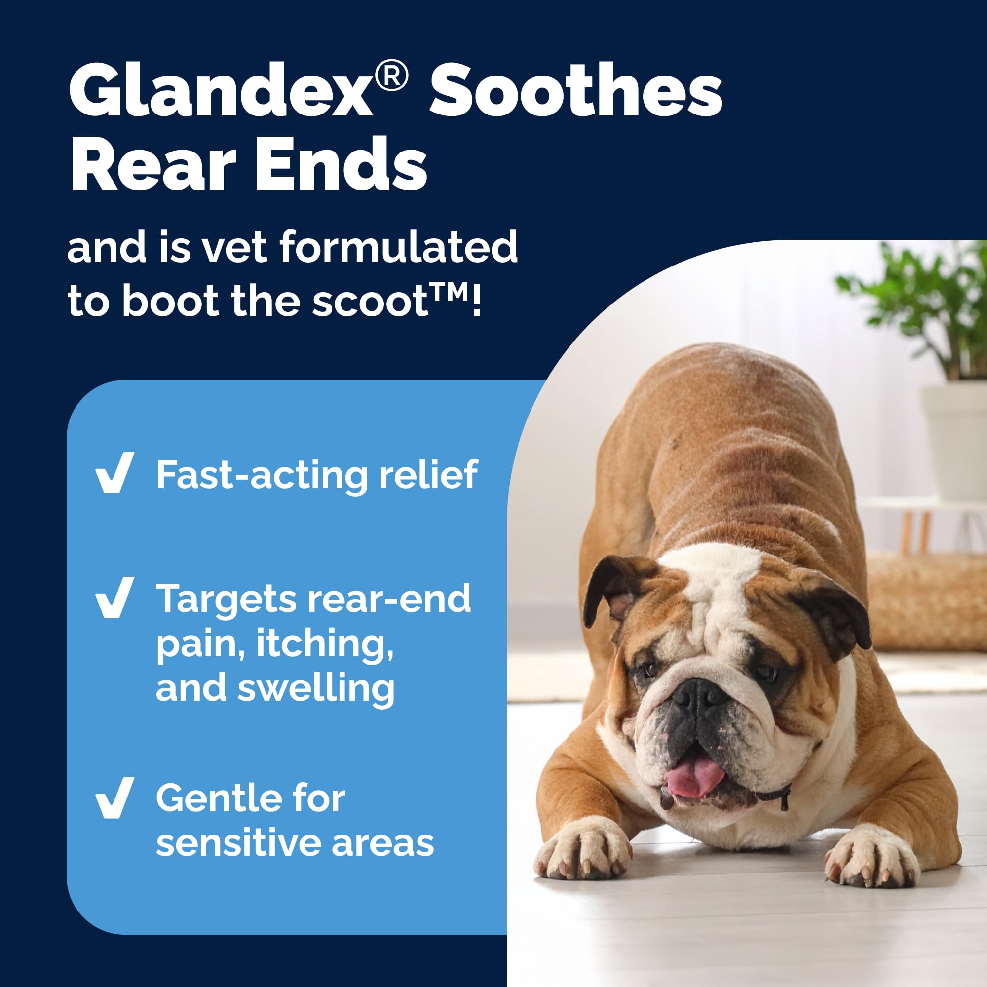 Vetnique Glandex wipes shown on a dog for relief from anal gland irritation and itching.