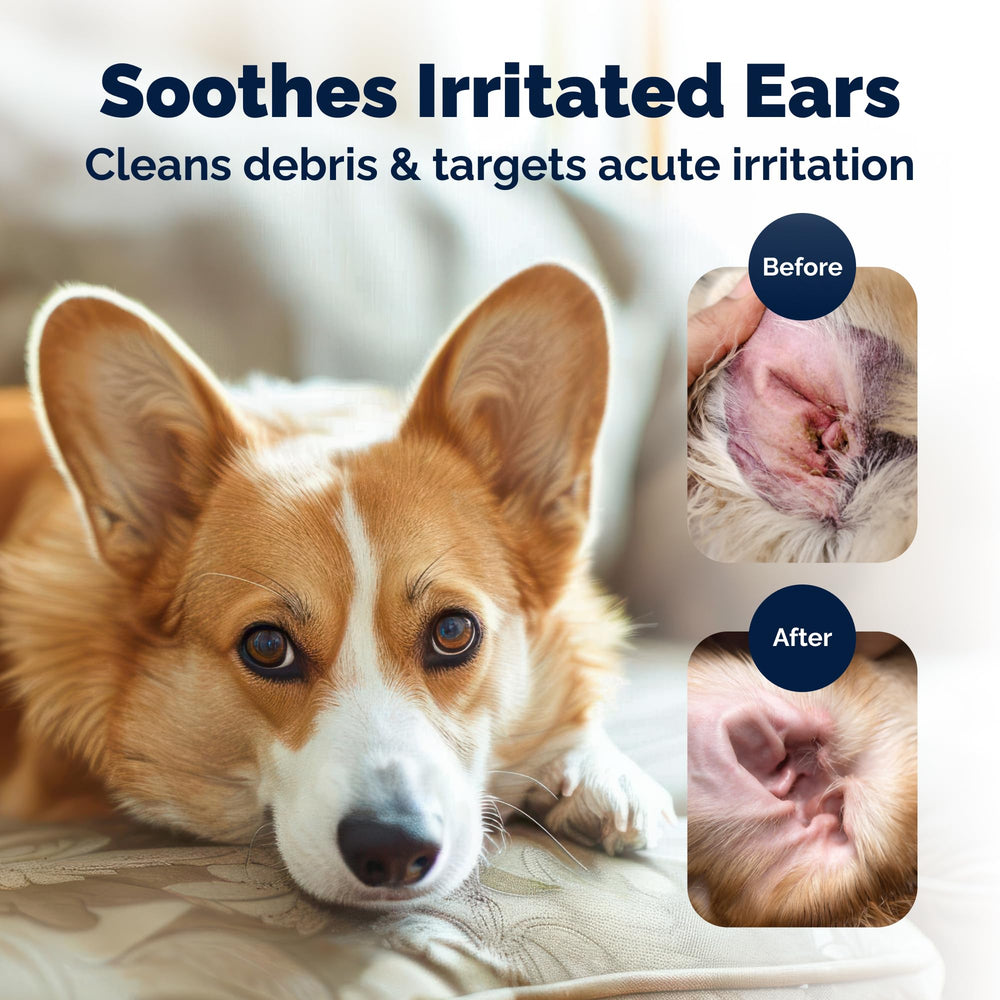 Vetnique Oticbliss ear wash application on a dog demonstrates cleansing action.