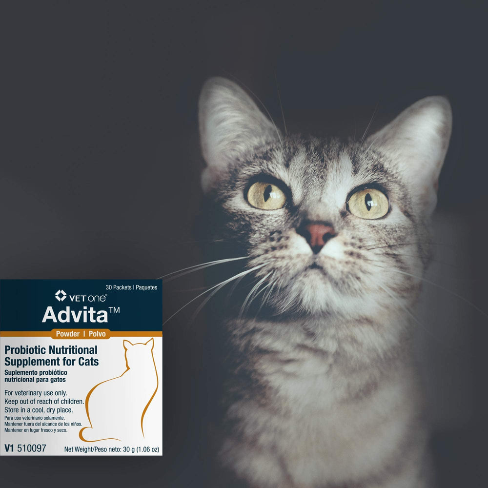 Vet One Advita powder in cat food bowl for easy daily administration