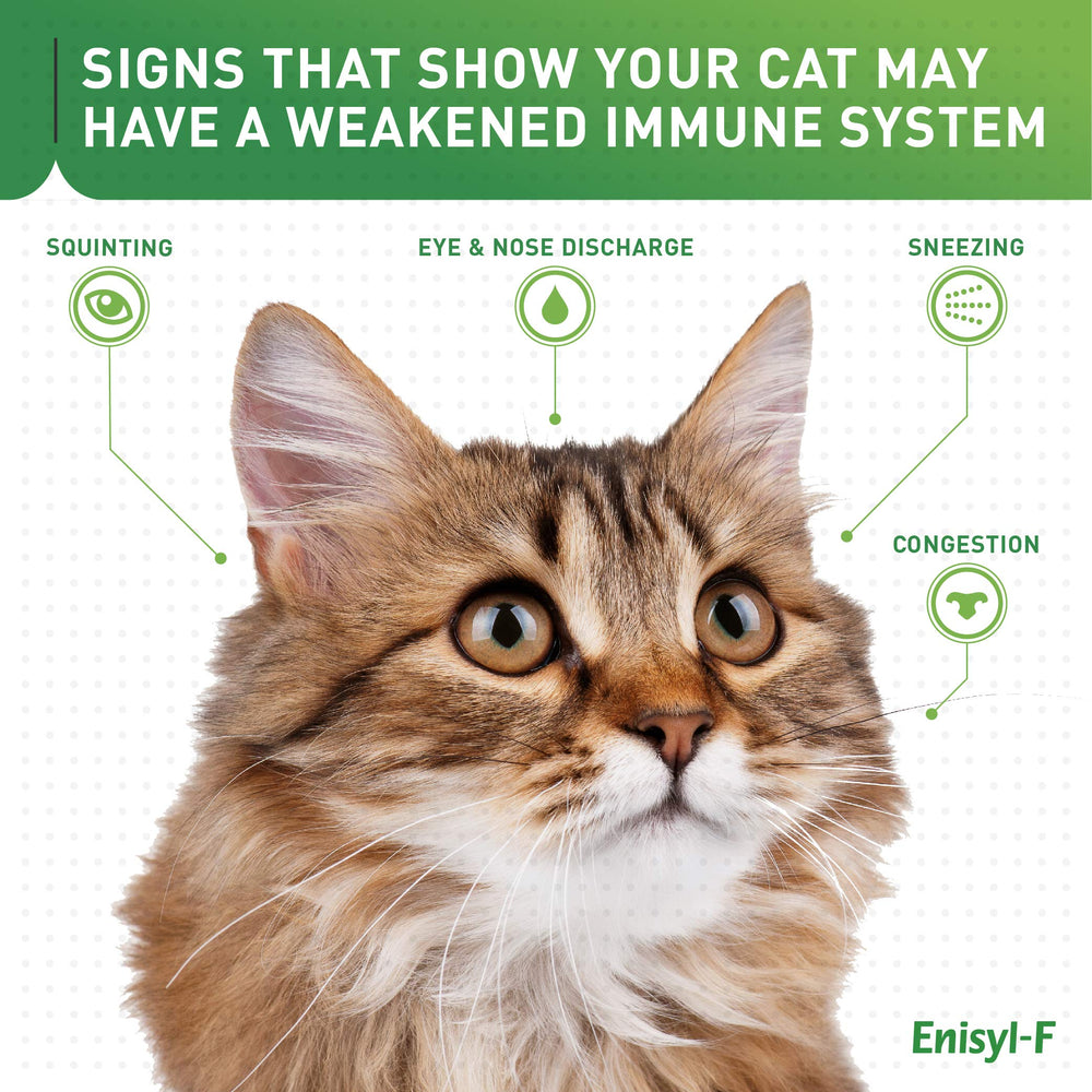 Vetoquinol Enisyl-F cat eye health focus supports ocular comfort.