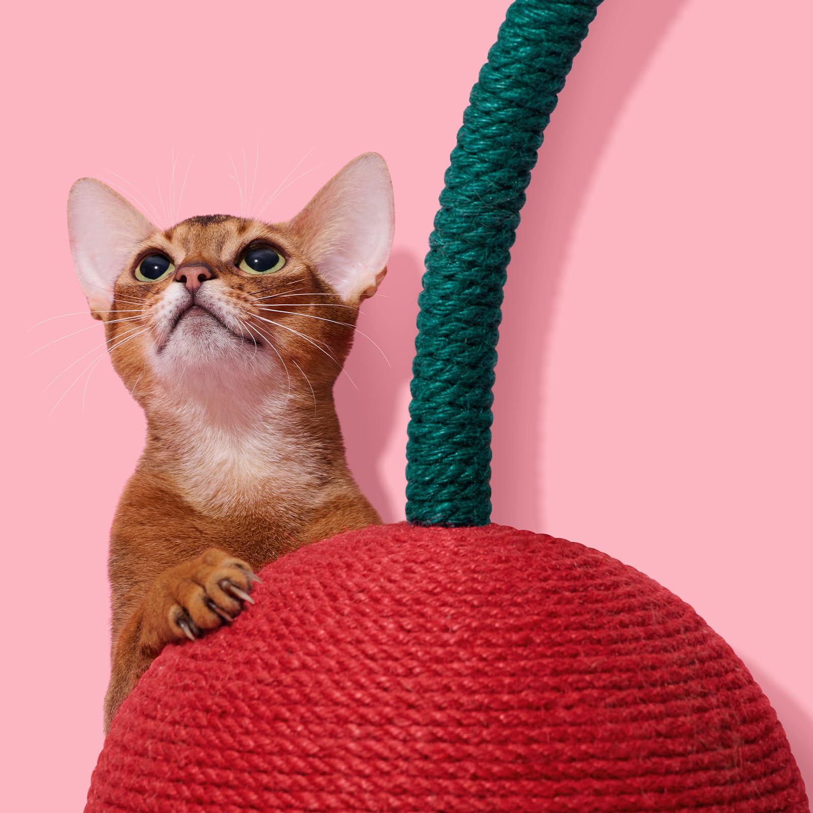 VETRESKA kitten-supplies gift-ready post suitable for kittens and adults.