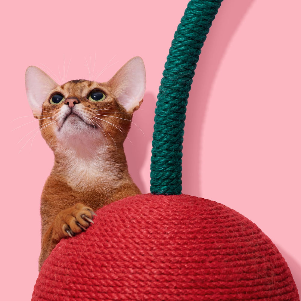 VETRESKA kitten-supplies gift-ready post suitable for kittens and adults.