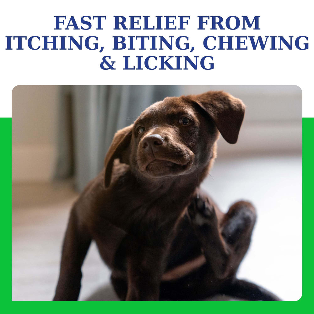 VetriMAX AtopiCream HC leave-in application on dog demonstrates simple, mess-free routine.