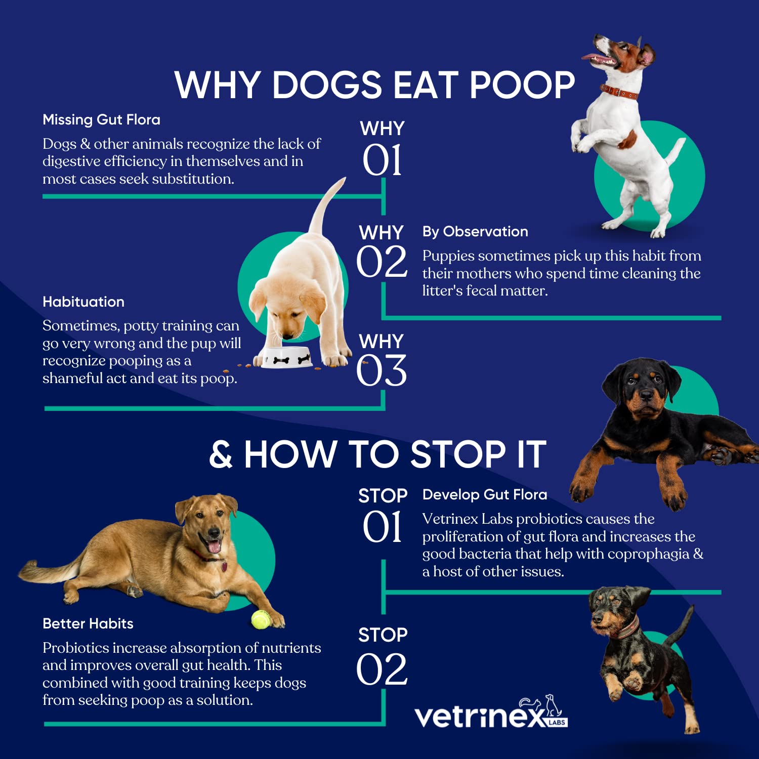 Vetrinex Labs Coprophagia Deterrent powder sprinkled on puppy food during mealtime.