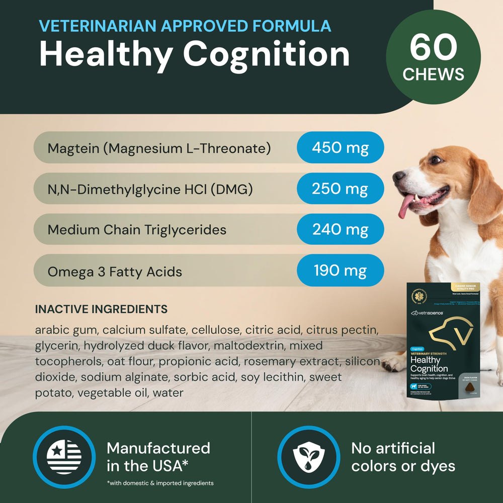 VetriScience Healthy Cognition chews dog after walk ready for rest.