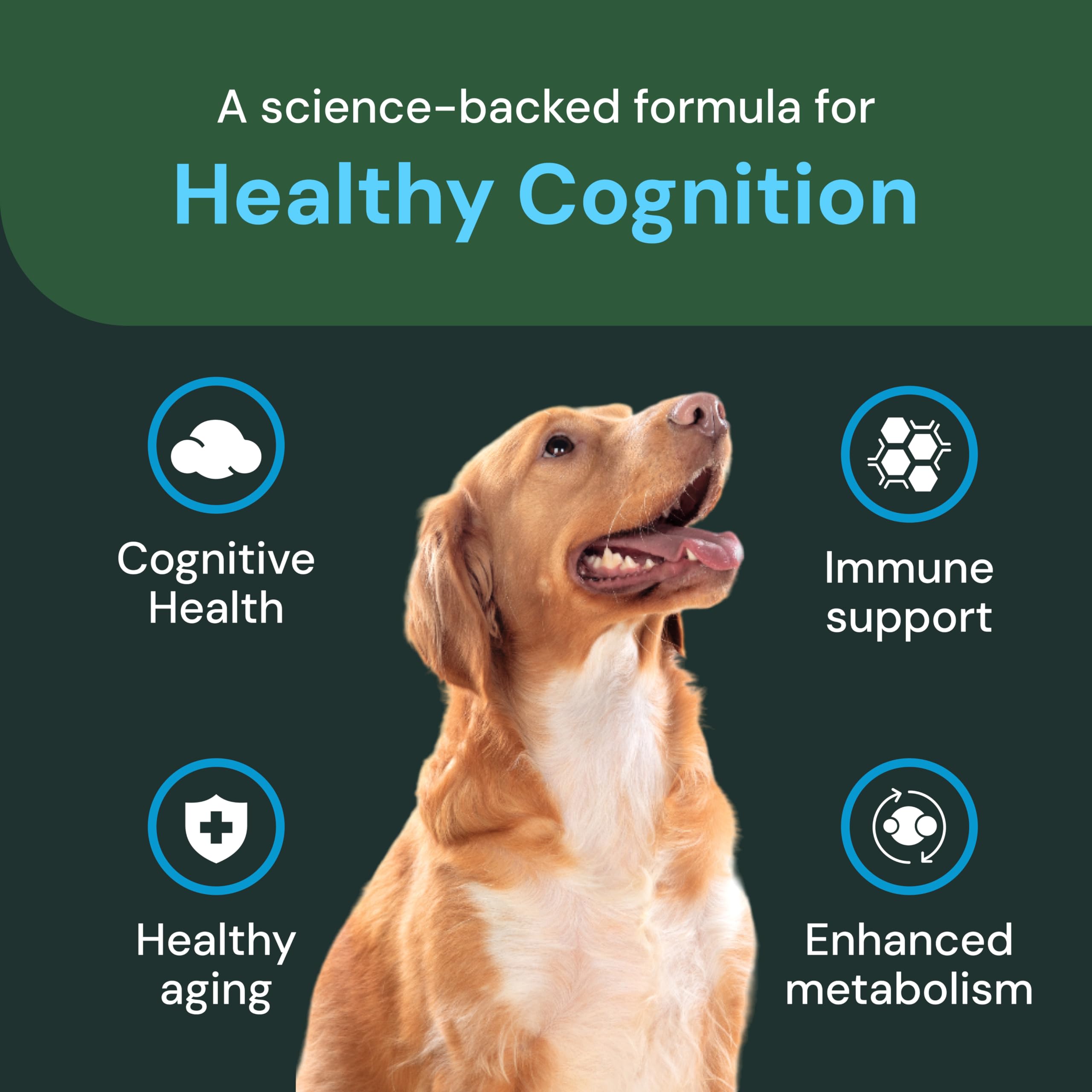 VetriScience Healthy Cognition chews senior dog enjoying treat.