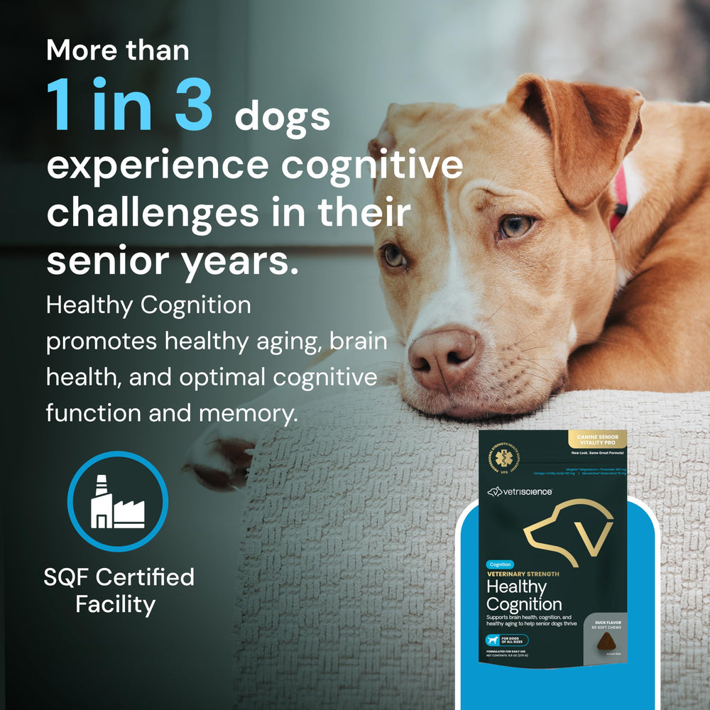 VetriScience Healthy Cognition chews training session with dog and owner.