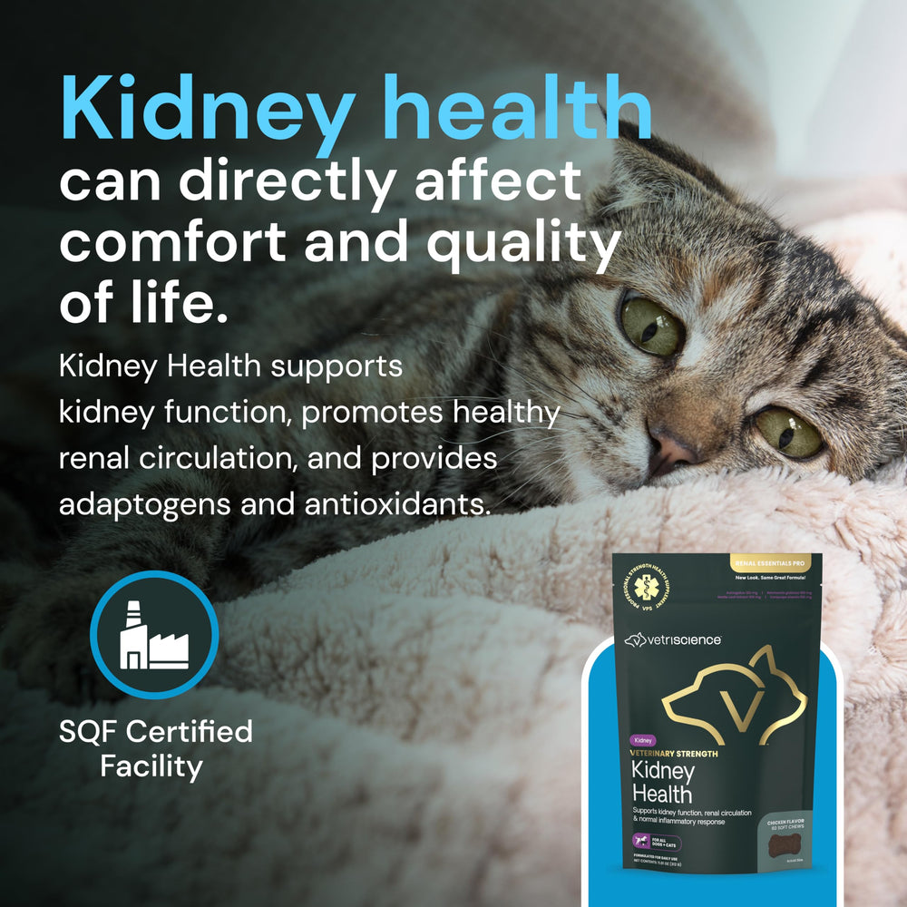 VetriScience Kidney Health Chews dog product packet for kidney support