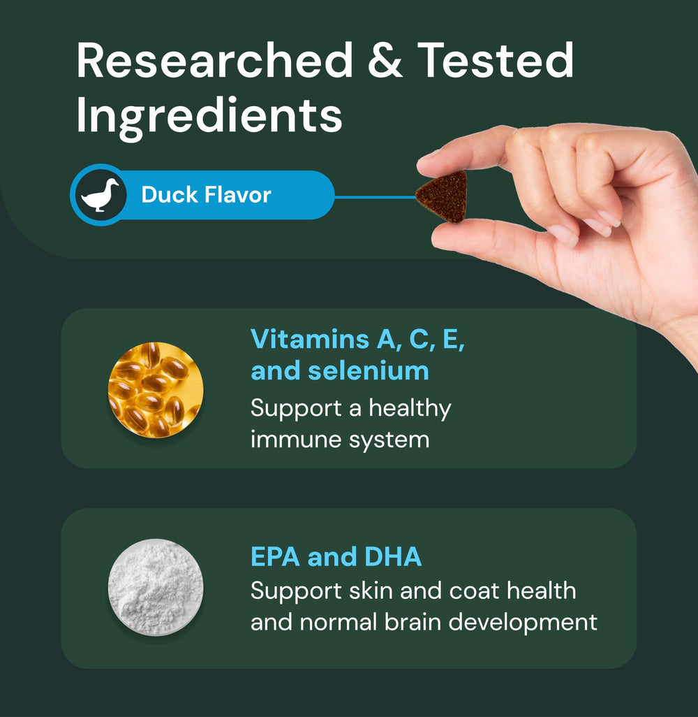 VetriScience dog energy image illustrating vitality and daily wellness