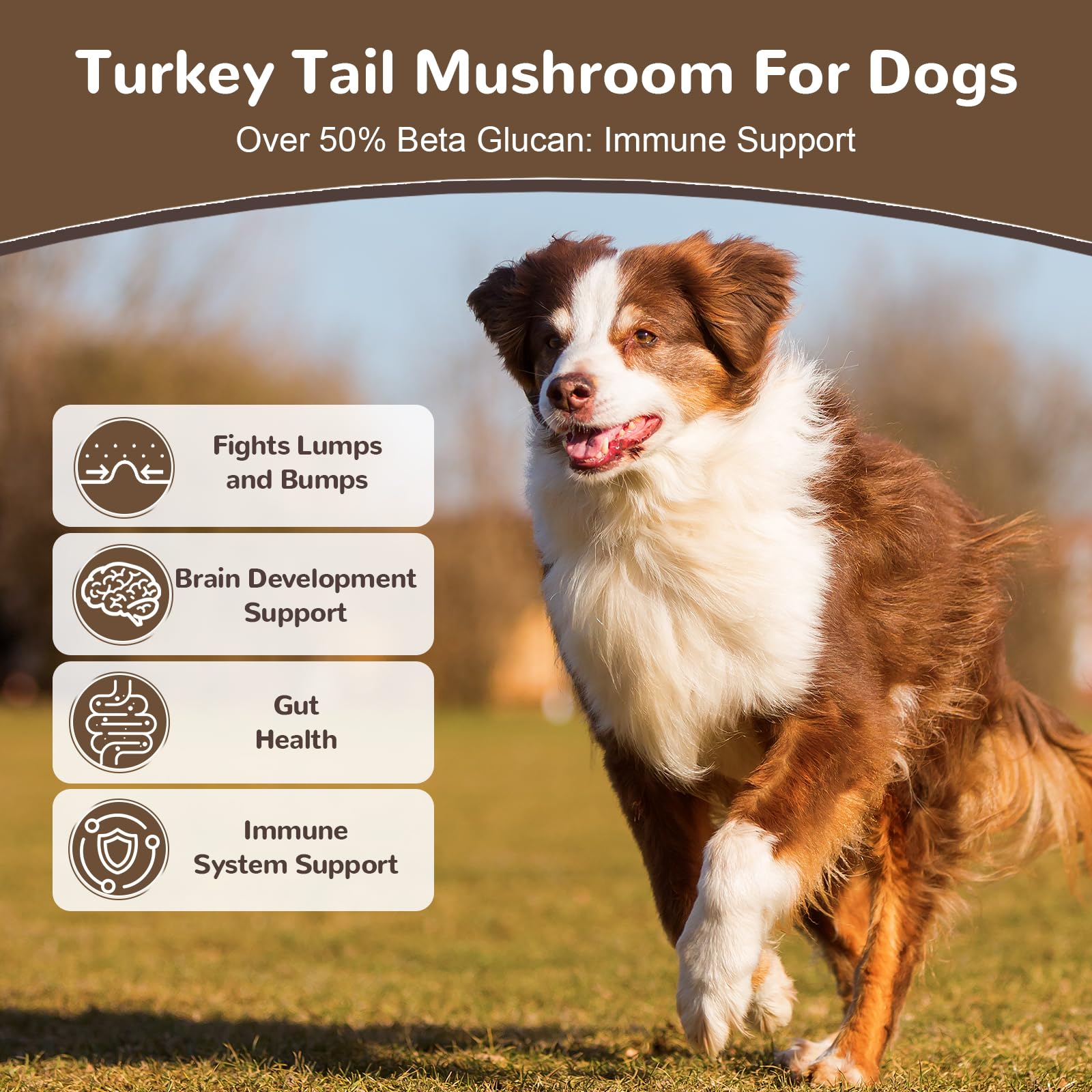 Vetriuntrix turkey-tail powder with scoop highlights a 10-mushroom blend for daily immune balance.