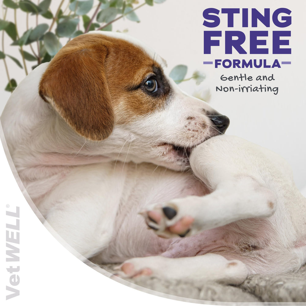 VetWELL Hydrocortisone Spray on cat – gentle itch relief.