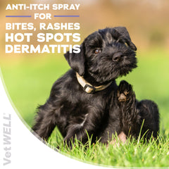 VetWELL Hydrocortisone Spray on dog – soothing irritated skin.