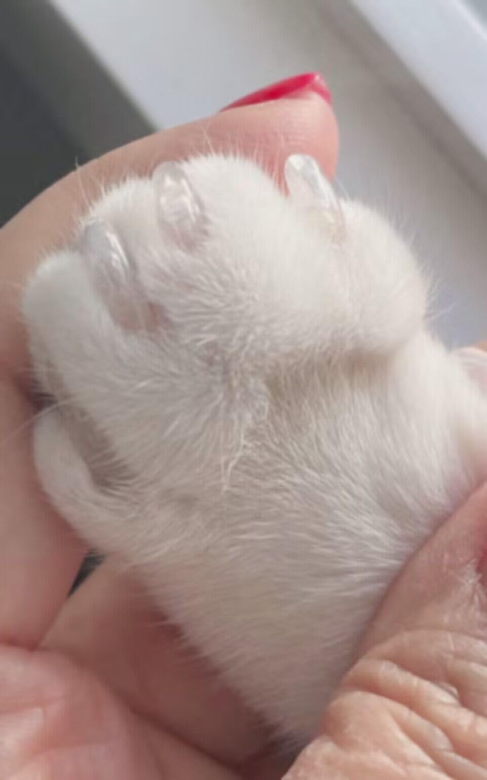 VICTHY cat nail caps aftercare tips graphic focusing on replacement timing