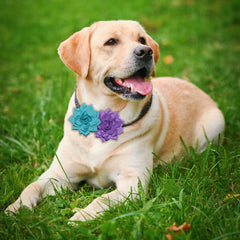 Viewind dog collar flowers blue closeup with glitter chiffon