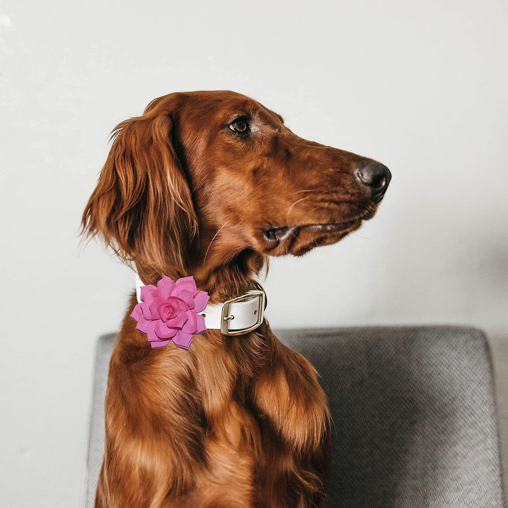 Viewind dog collar flowers red closeup showing vibrant color