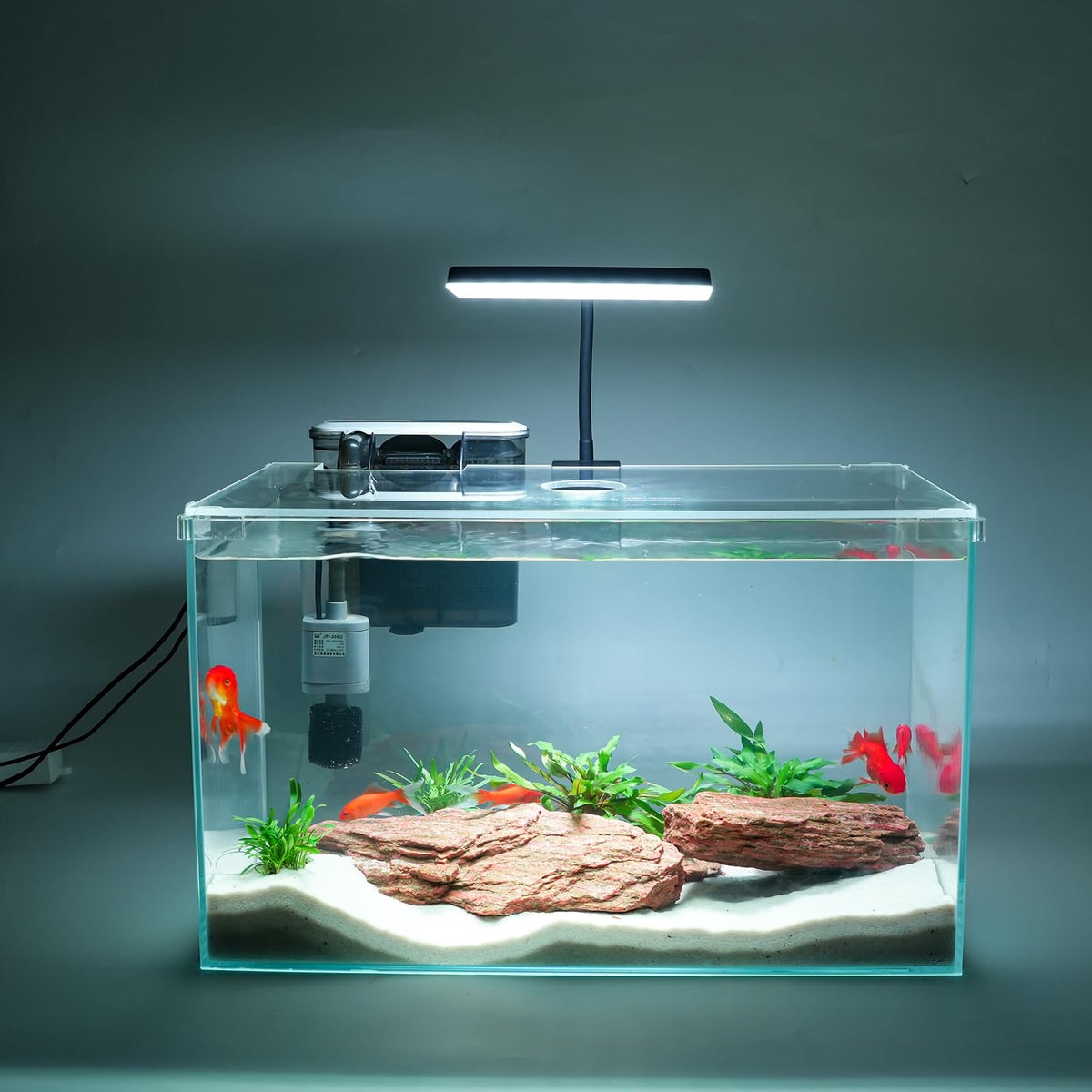 Vimvins 10-gallon glass tank with filter offers a clear beginner-friendly viewing centerpiece.