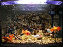 VIP.LINE rock wall background 48-inch poster enhances depth for mid-sized aquariums.