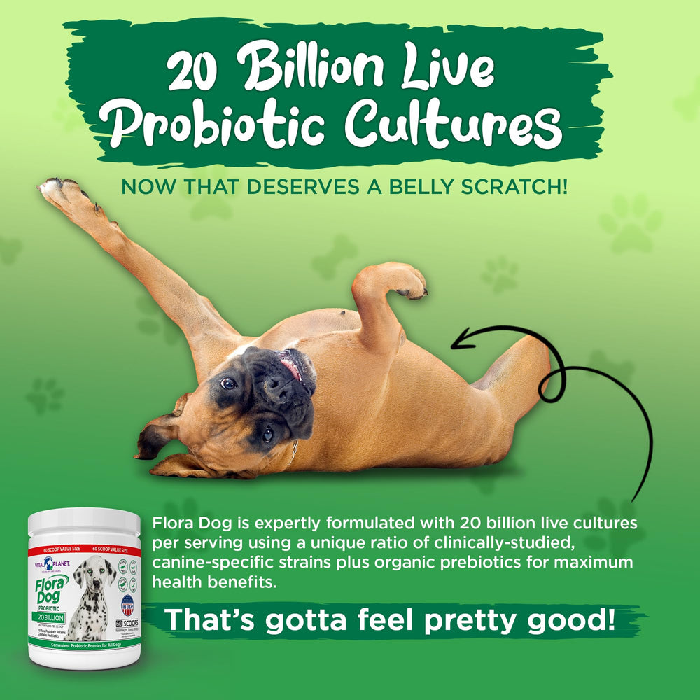 Vital Planet Flora Dog dish at mealtime shows easy administration and routine gut support.