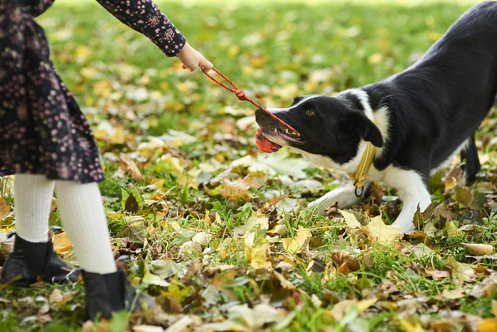 Vitalili dog training ball on rope tug-demo aids interactive games and bonding.
