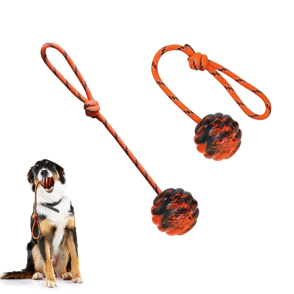 Vitalili training ball on rope ready for a fast throw and fetch session.