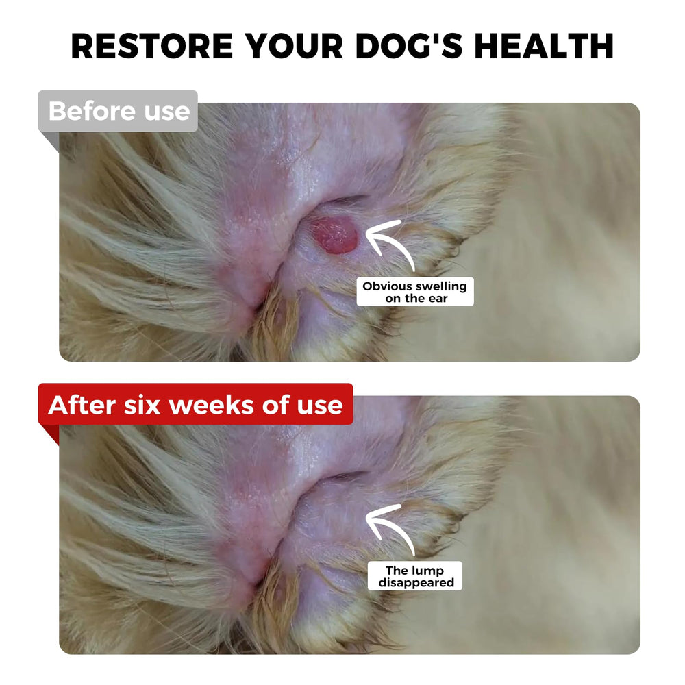 VivaElixir curcumin CoQ10 formula promotes energy and immune resilience in dogs.