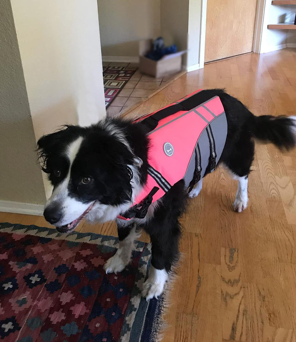 VIVAGLORY adjustable straps ensure secure universal fit for dogs