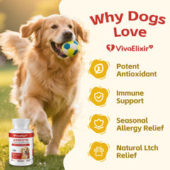 VivaElixir dog quercetin-bromelain tablets closeup showcases palatable texture for easy dosing.