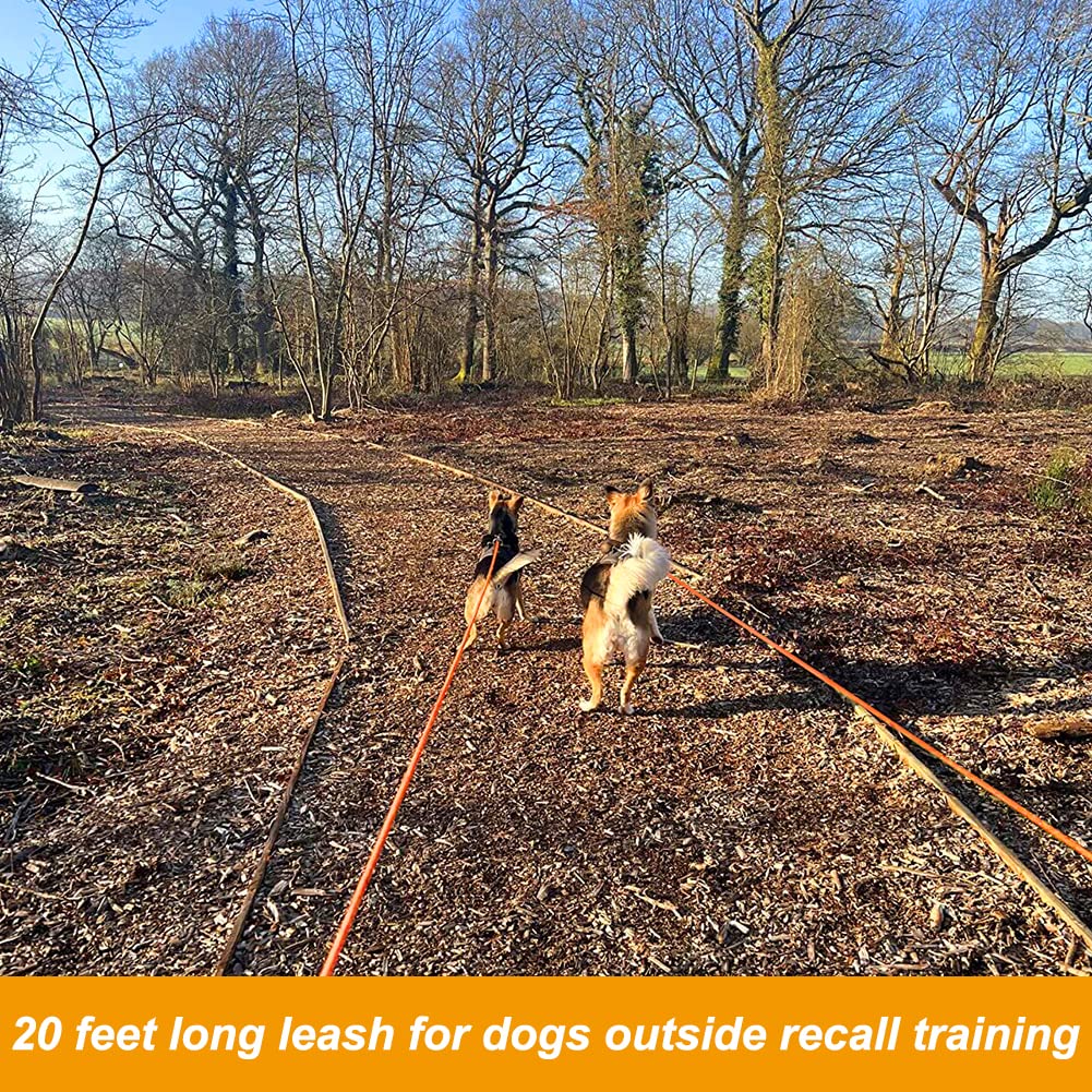 Vivifying lake beach leash demonstrates water-friendly, floatable cord for swimming or shore days.