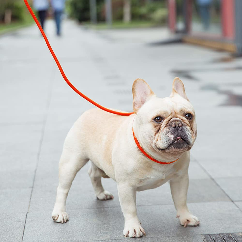 Vivifying long leash supports park, yard, and hiking outings with better control.