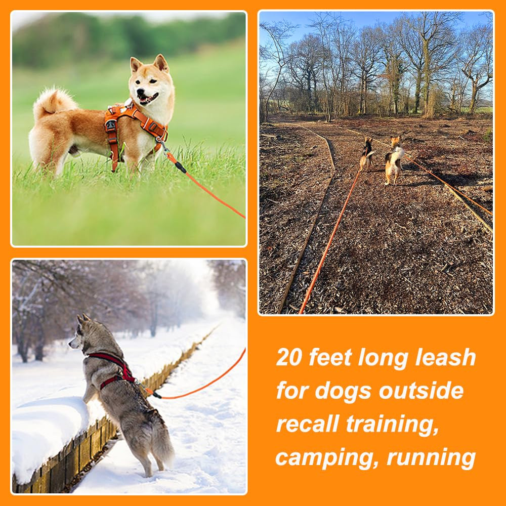 Vivifying medium-small dog leash photo shows suitability for smaller dogs during hikes.