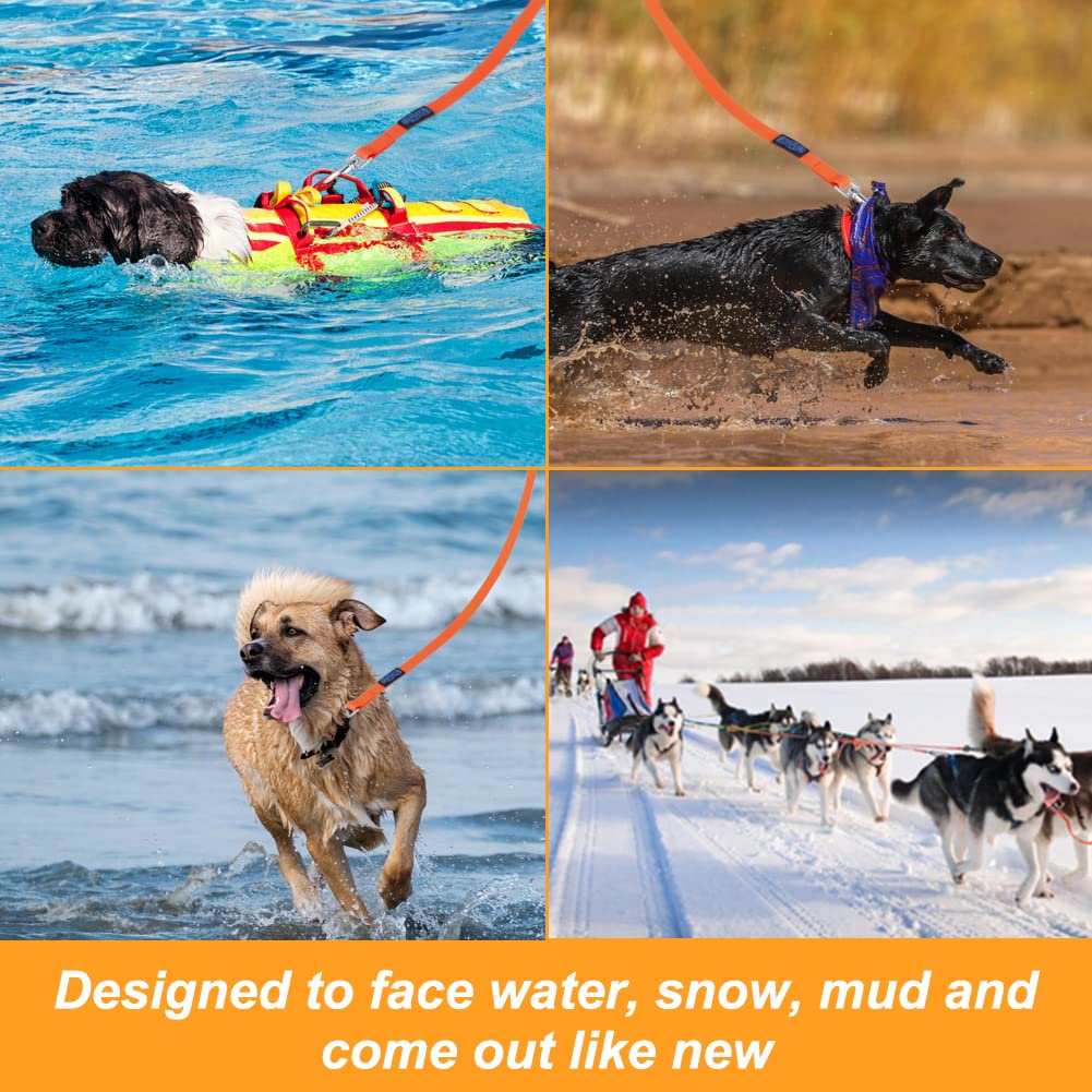 Vivifying long lead in orange aids recall training and hiking