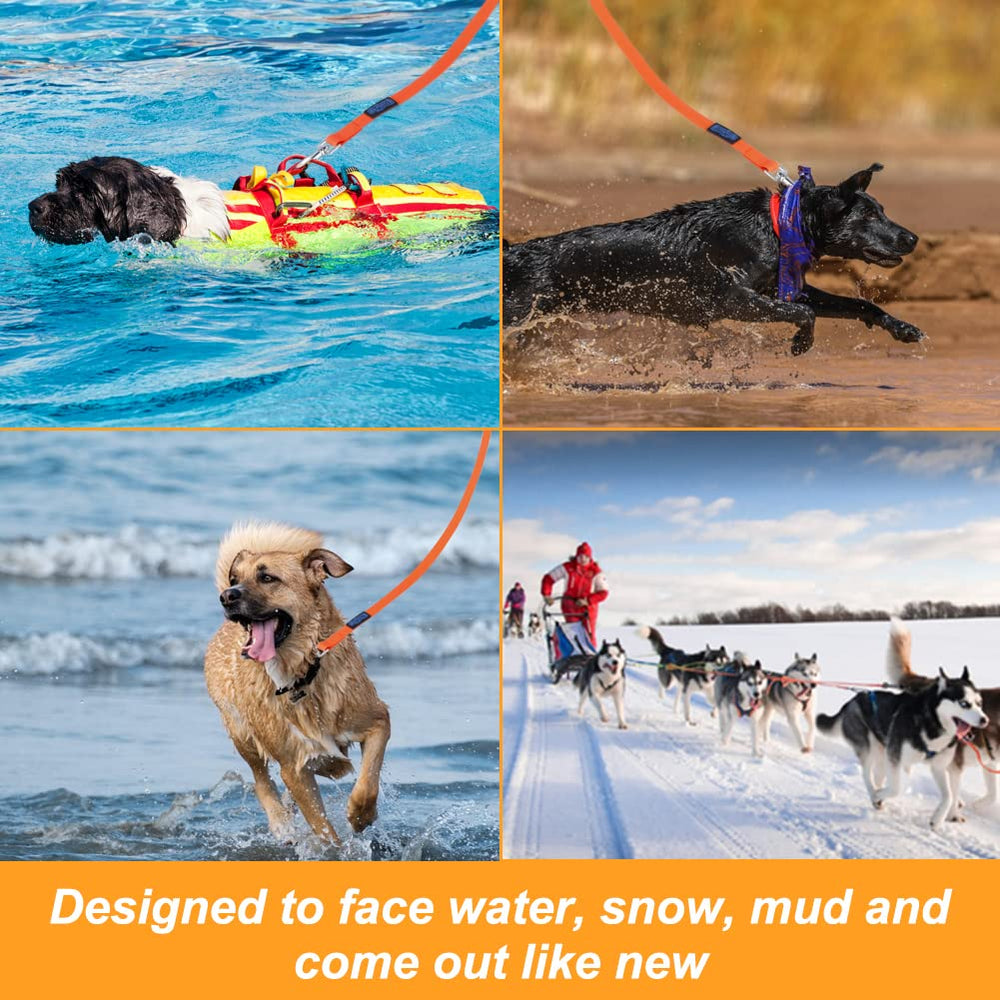 Vivifying long lead in orange aids recall training and hiking