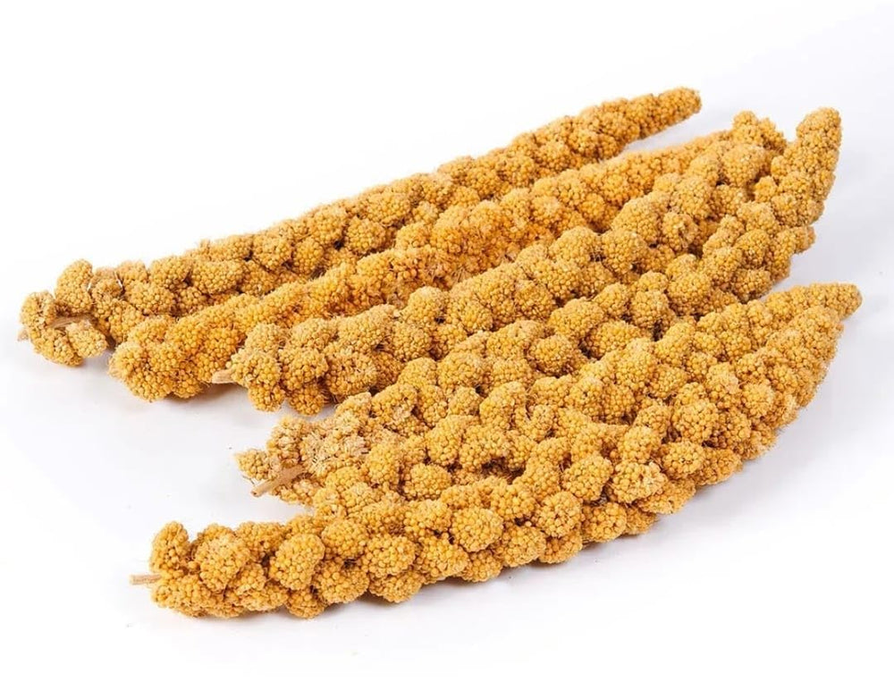 Vivlly sprouting millet illustration suggests possible sprouted treats for variety