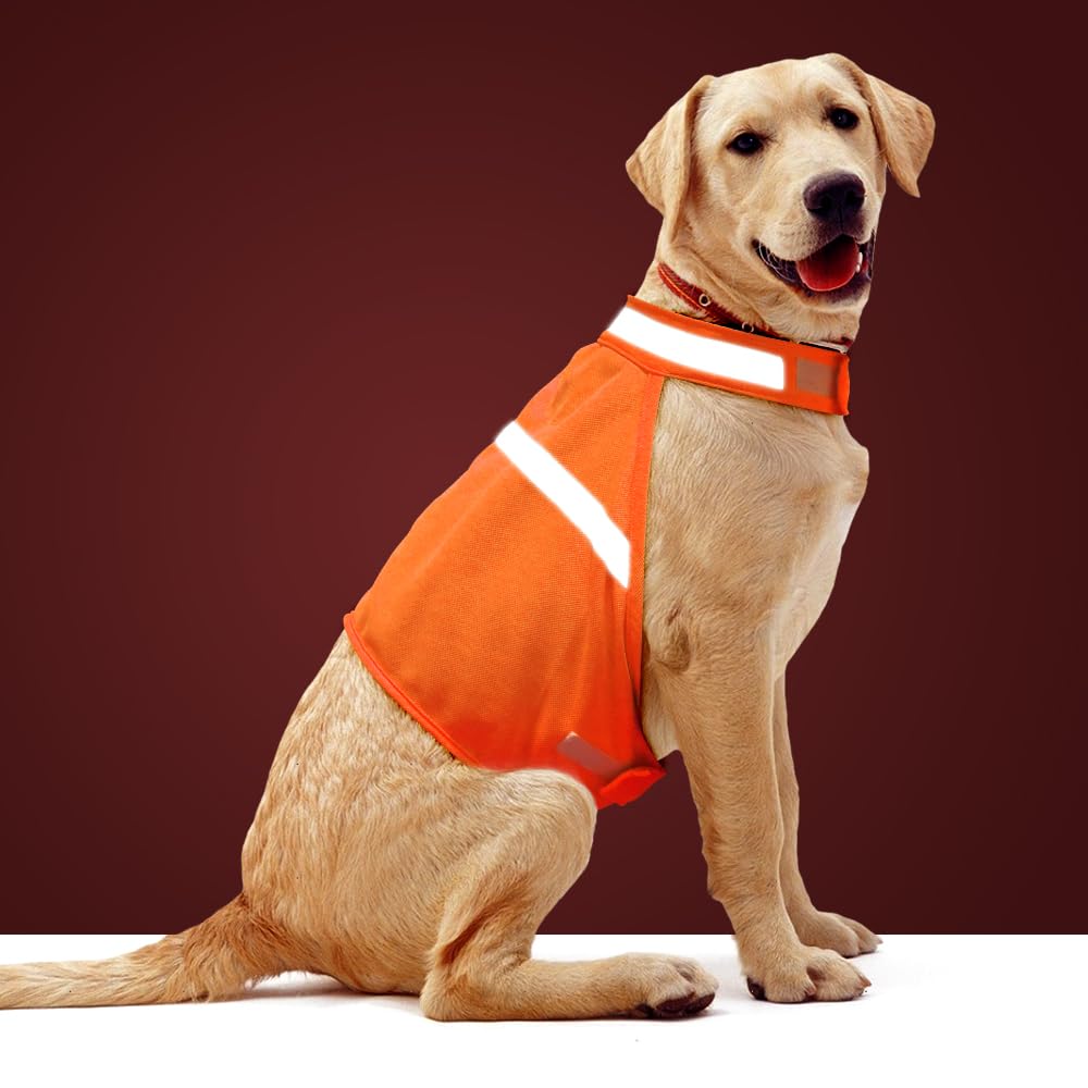 Vizbrite dog jacket high-visibility orange for safe walks