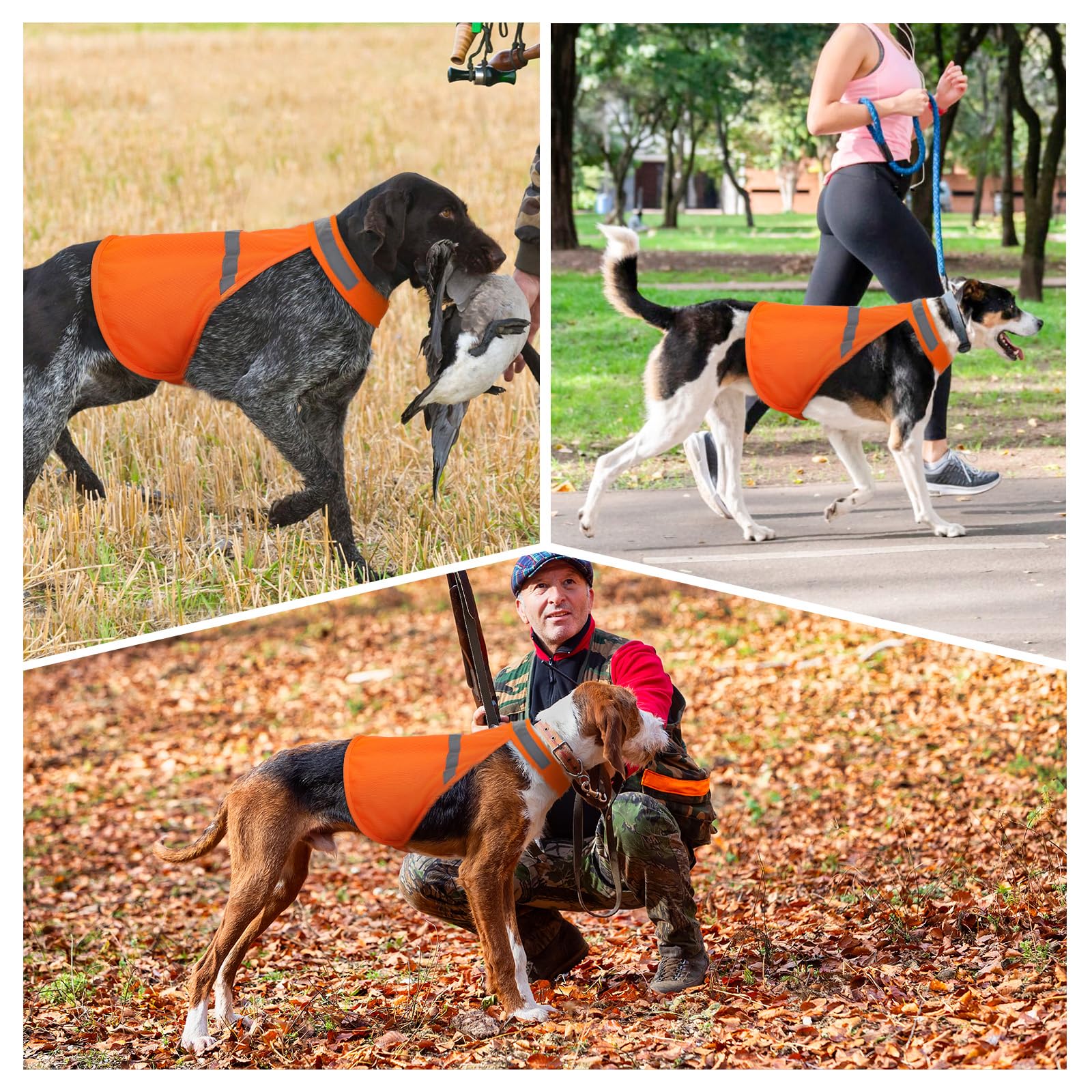 Vizbrite dog jacket outdoor walk demonstrates visibility and comfort on trails.