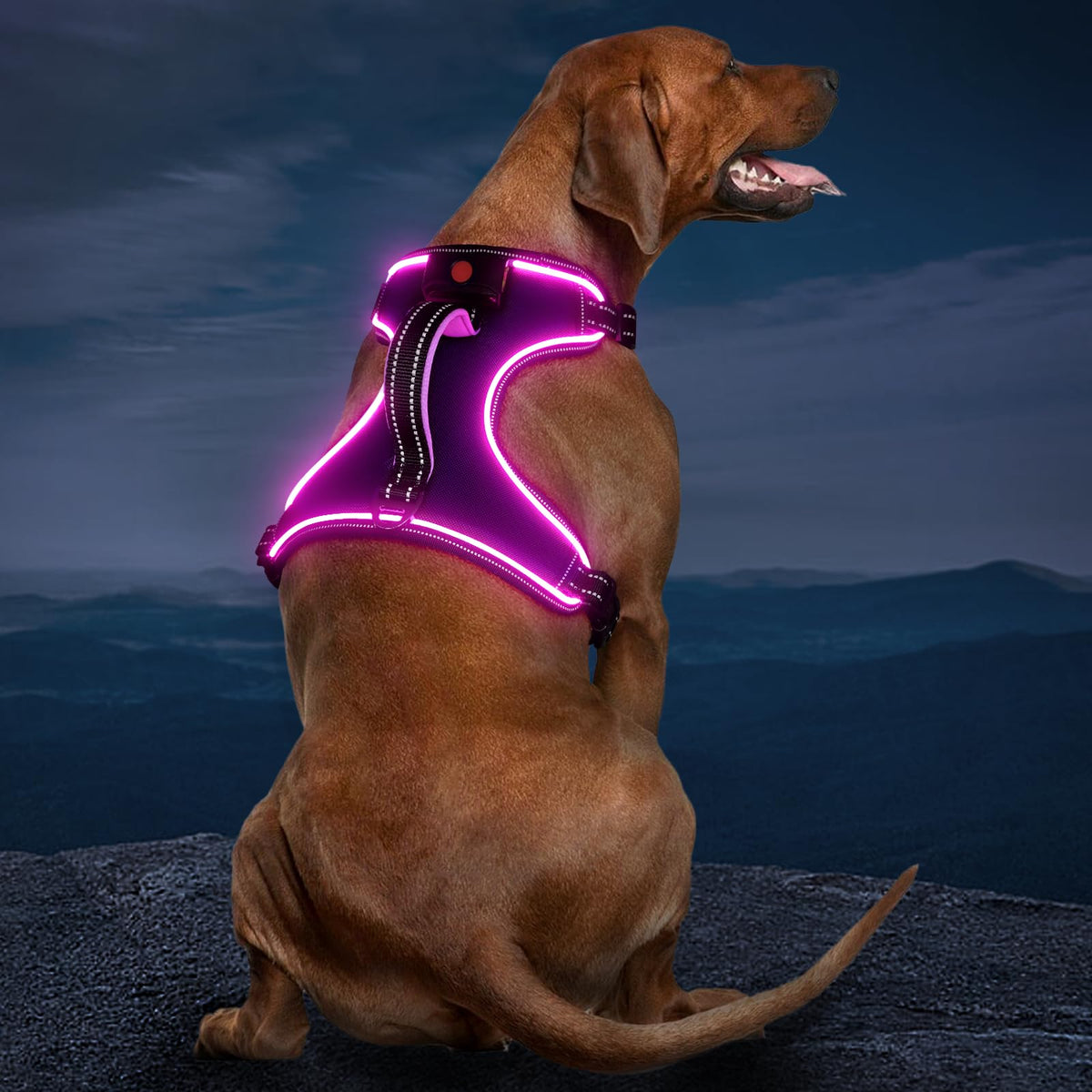Vizbrite Light Up Dog Harness back handle with soft padding for comfortable control