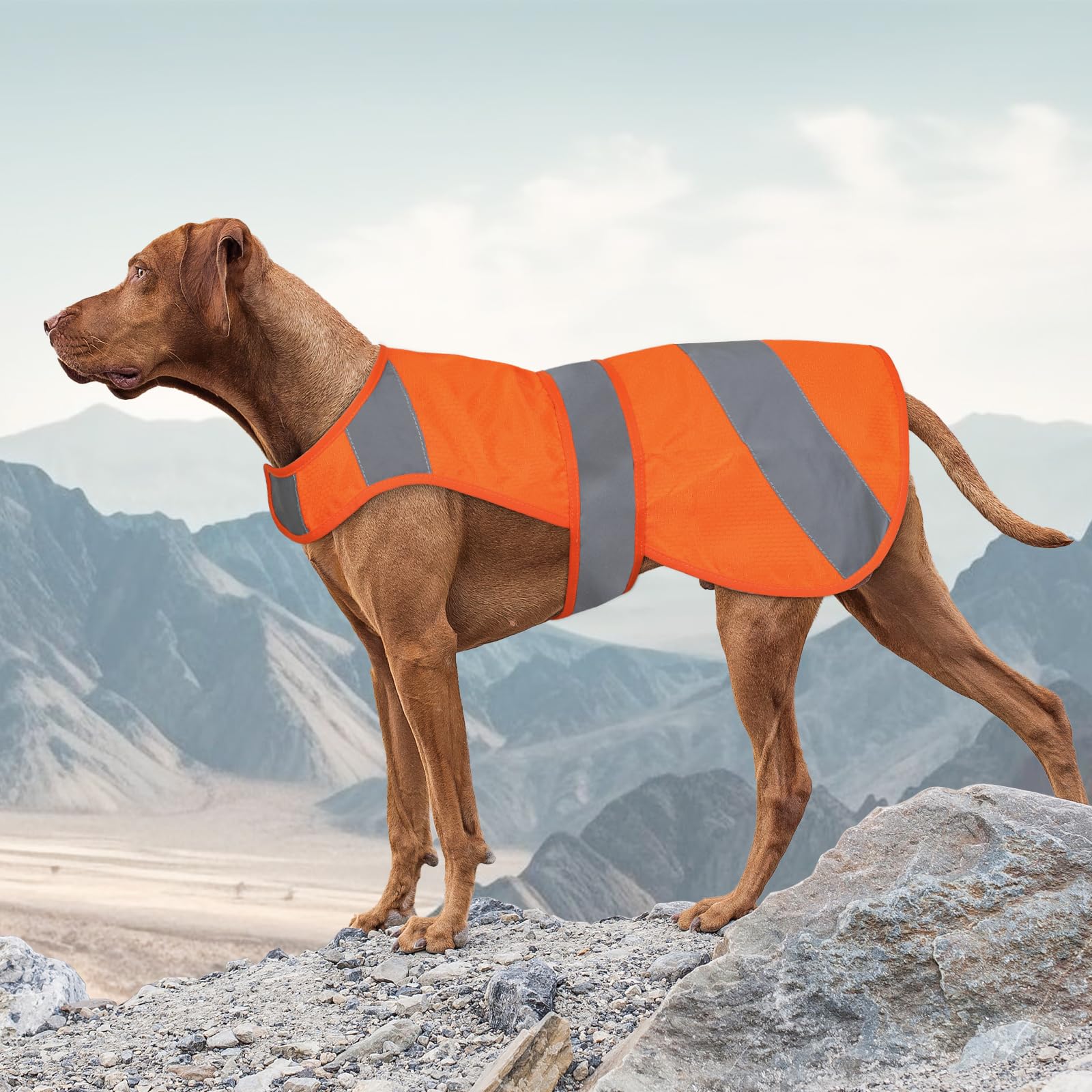 Vizbrite orange high-visibility dog vest front view for safer outdoor walks