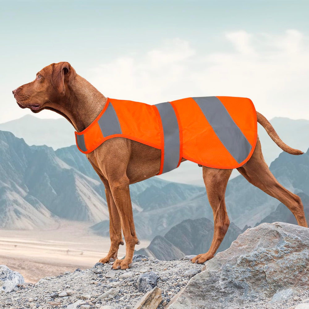 Vizbrite orange high-visibility dog vest front view for safer outdoor walks
