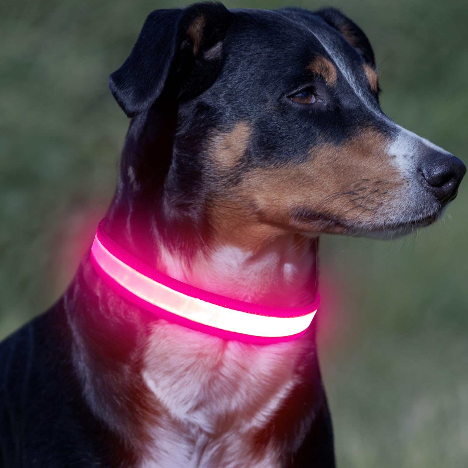 Vizpet collar LED ligero con acolchado suave para la comodidad del perro.